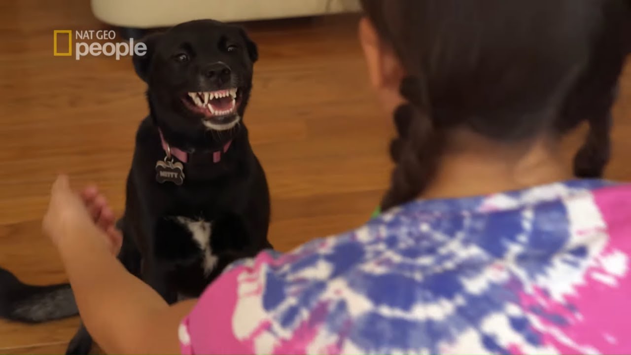 Kiedyś była kochanym szczeniakiem, z czasem zaczęła atakować właścicieli [Cesar Millan na ratunek]