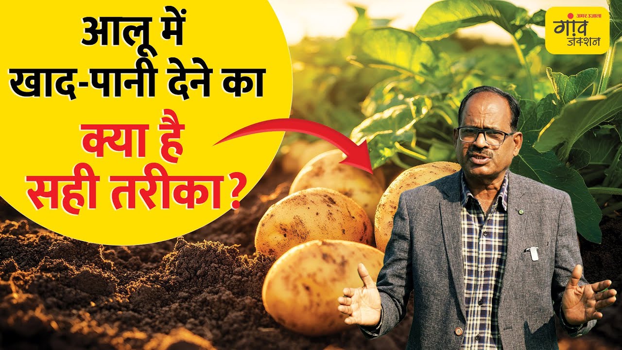 POTATO FARMING: 60 दिन में तय हो जाती है आलू की पैदावार, कैसे लें बंपर उत्पादन ? Gaon Junction LIVE