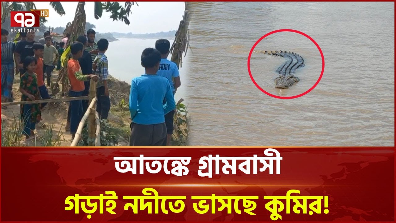 গড়াই নদীতে ভাসছে একের পর এক কুমির | Crocodile in Gorai River | Ekattor TV