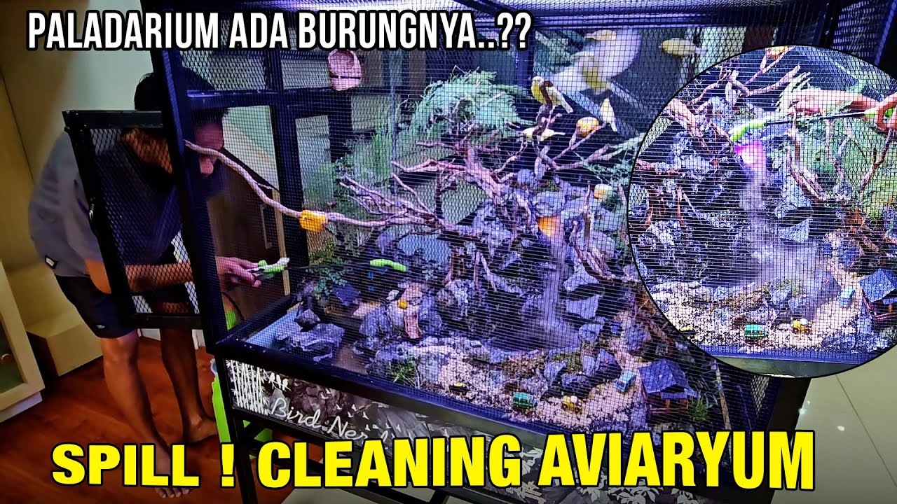 Spill Proses Pembersihan Didalam Aviaryum..!!