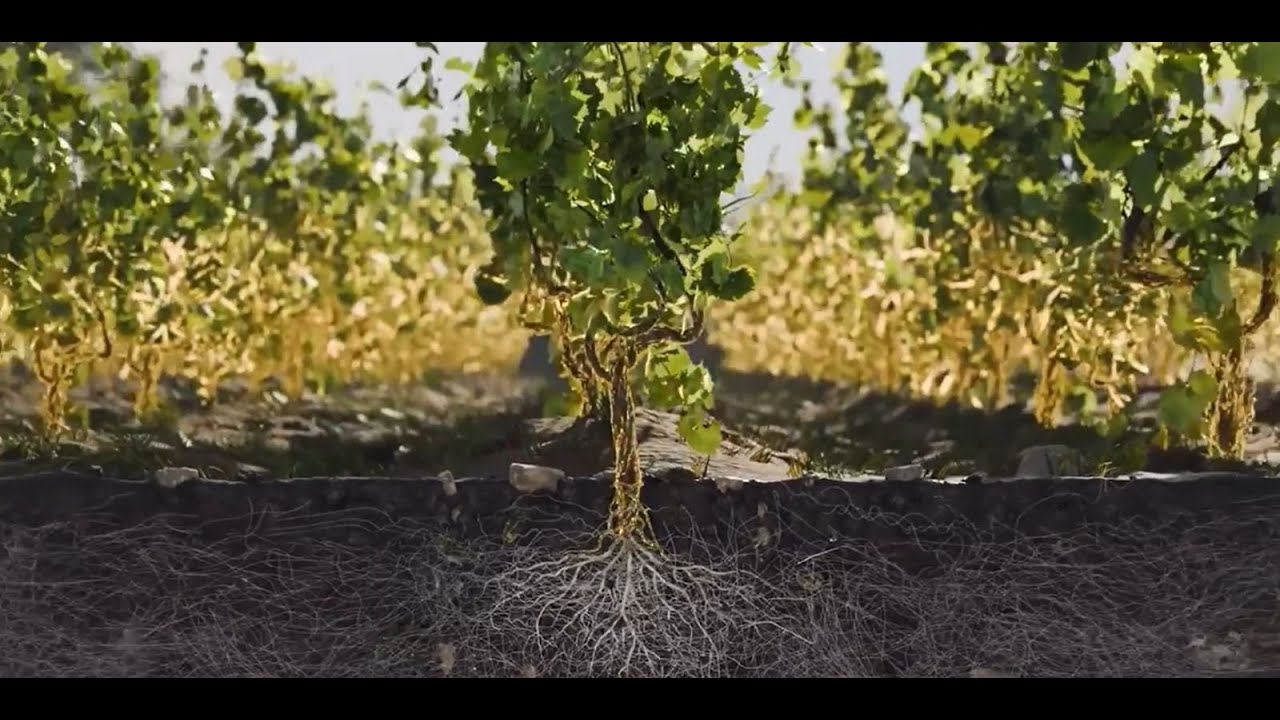 IDForest: el poder del microbioma que da vida a bosques, jardines y cultivos