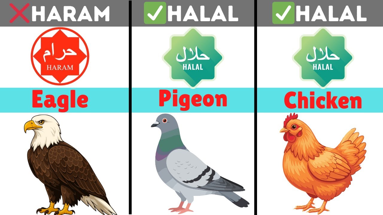 Halal and Haram Birds in Islam 🕊️ | Which Birds Are Permissible to Eat?