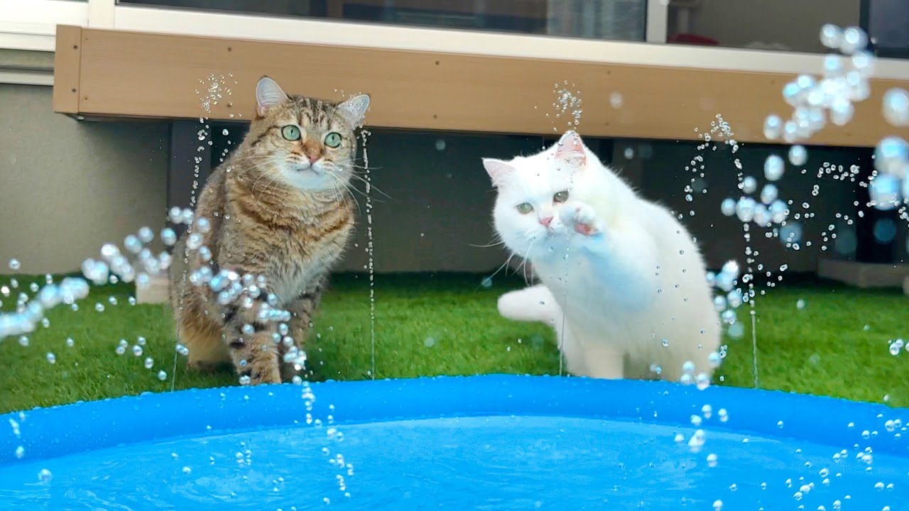 庭に噴水を作ったら猫がこうなった…笑