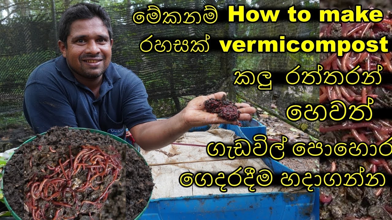 How about at home make vermicompost sinhala ගැඩවිල් පොහොර ගෙදරදිම  හදාගන්නේ කොහොමද  gedavil pohora