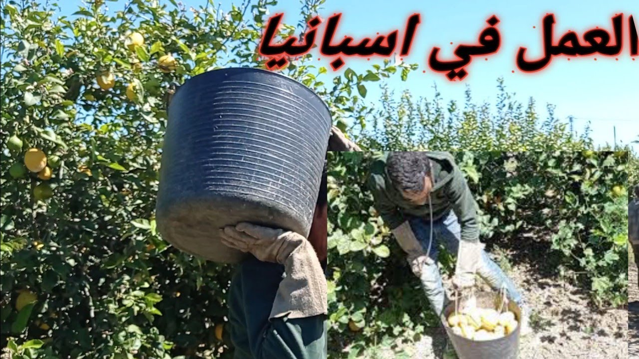 حقيقه العمل في موسيا اسبانيا #العمل بدون اوراق اقامه