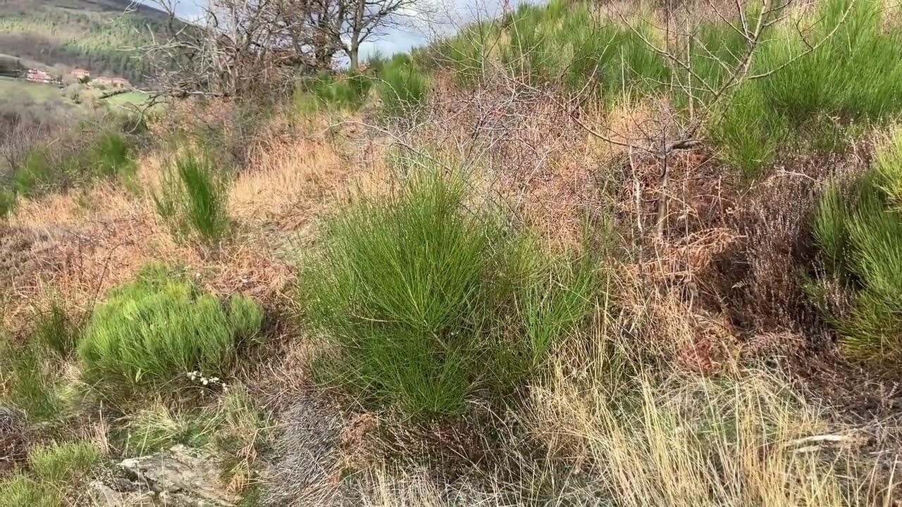 Février 2024 Bleues au parc, enclos taillis des mûres