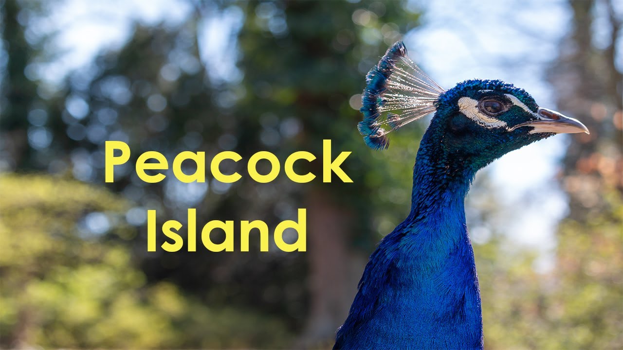 Peacocks in Berlin - Trip to Pfaueninsel