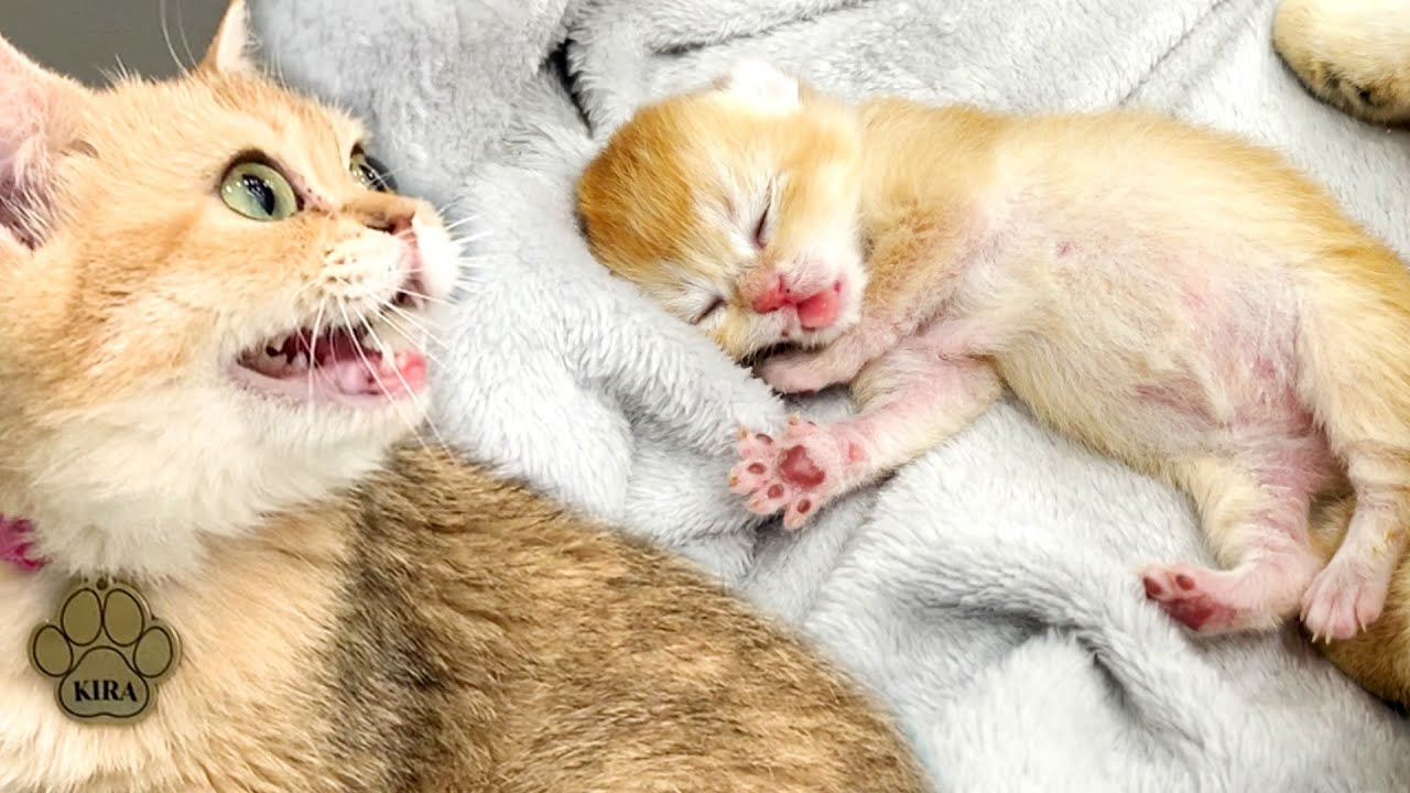 Мама-кошка нежно будит новорожденного котенка, чтобы покормить его