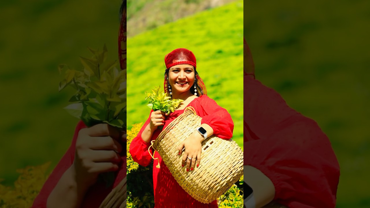 Places to visit in Munnar 🏞️ Munnar tourist places #munnar #touristplaces #placestovisitinmunnar