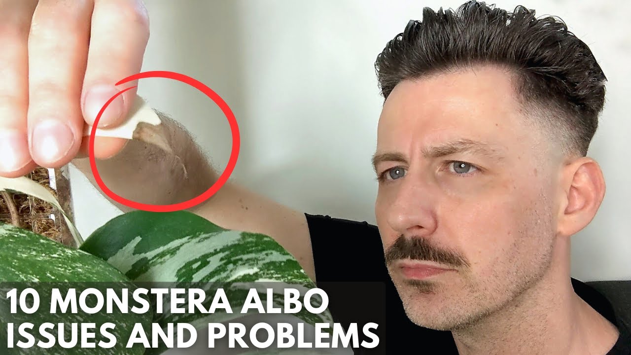 10 Monstera Albo Problems and Issues