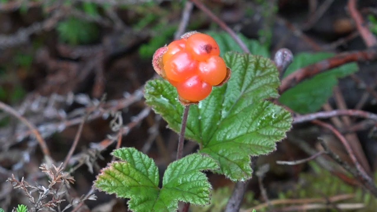Cloudberry