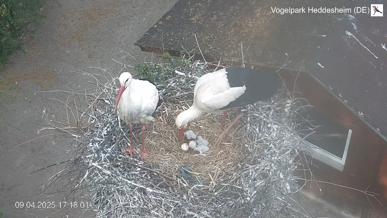 Mama Storch bringt Essen für die 3 Küken - Störche Heddesheim (09.04.2025)
