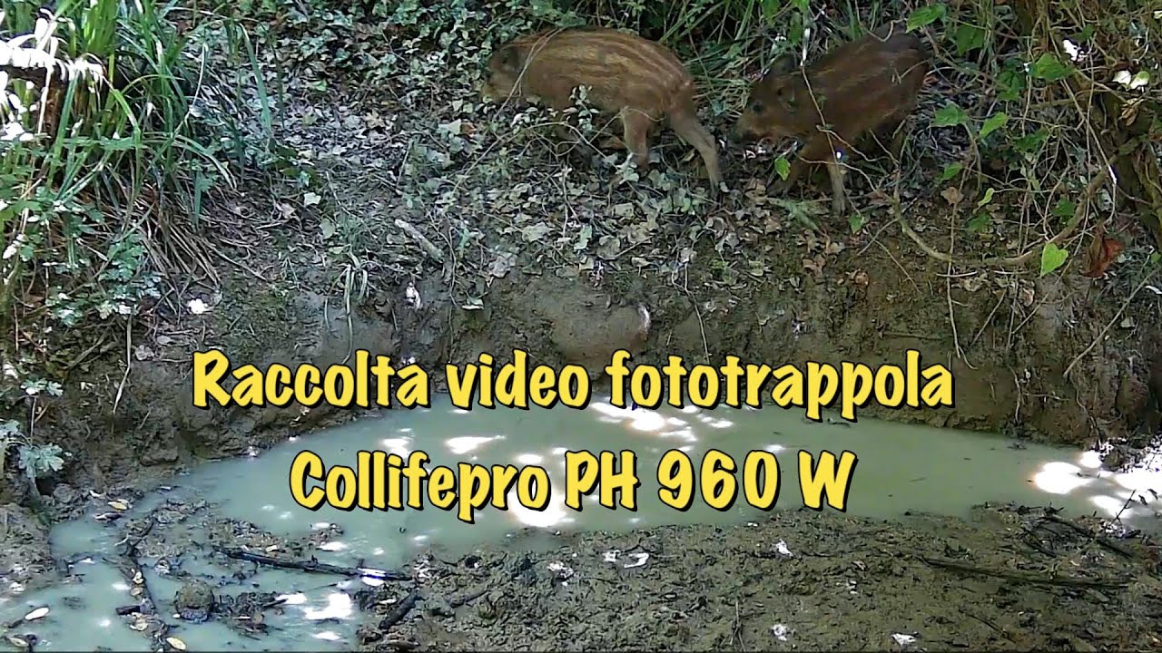 La Coolifepro PH 960 W &eacute; la migliore fototrappola solare economica? Raccolta immagini.