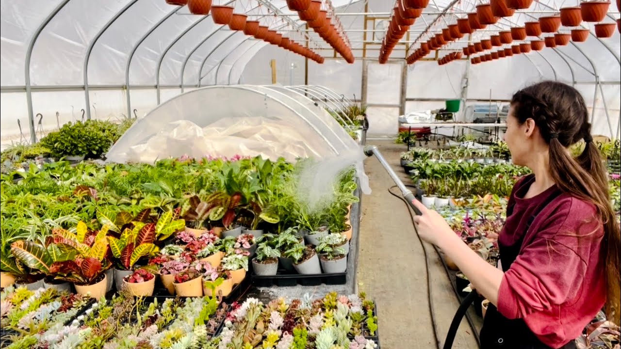 Planting prayer plant, croton, pilea and other house plants!