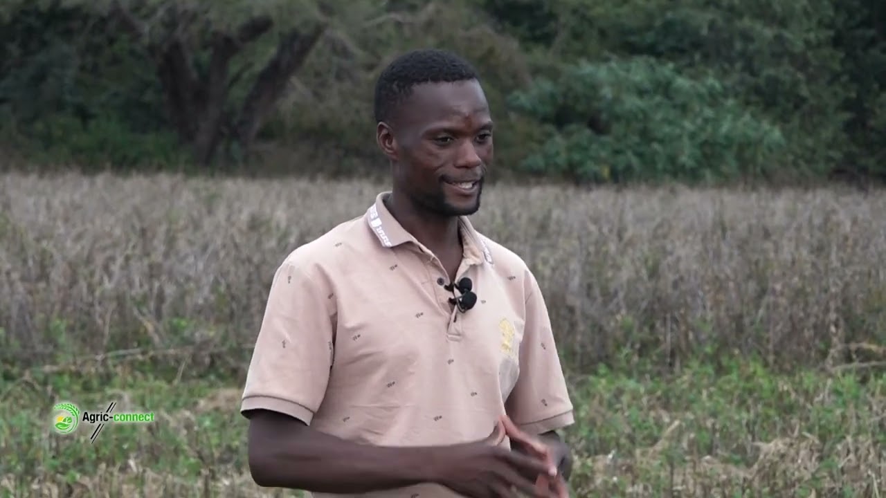 Unlocking Profits in Soyabean Production | Agric Connect Zimbabwe S1