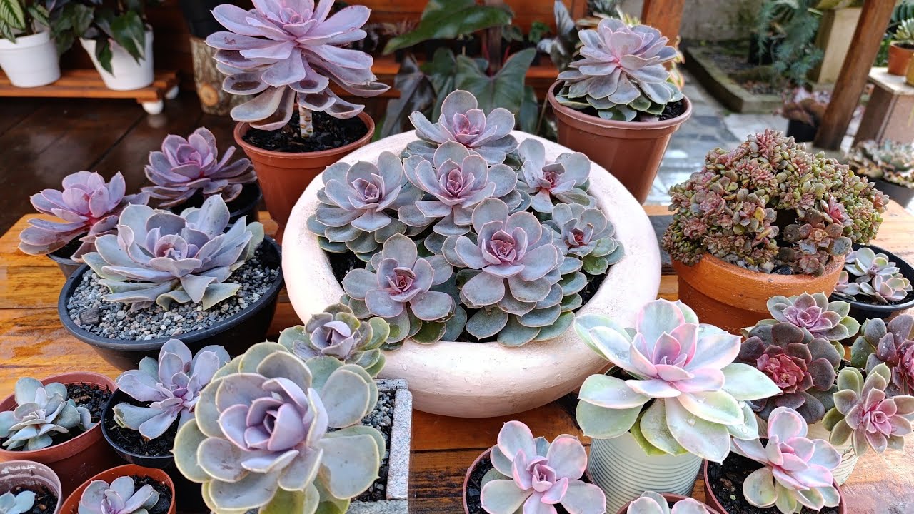 Echeveria Perle: Linda, delicada e cheia de exigências+ suas perfeitas mutações