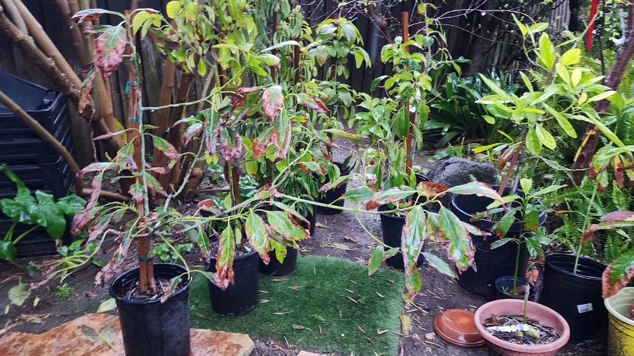 Planting these 7 Wondeful Varieties of Avocado Trees in my Avocado Grove 🥑