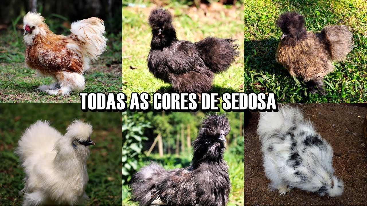 TODAS AS CORES DE GALINHA SEDOSA DO NOSSO CRIATÓRIO | Criação de Galinhas em São Mateus do Sul