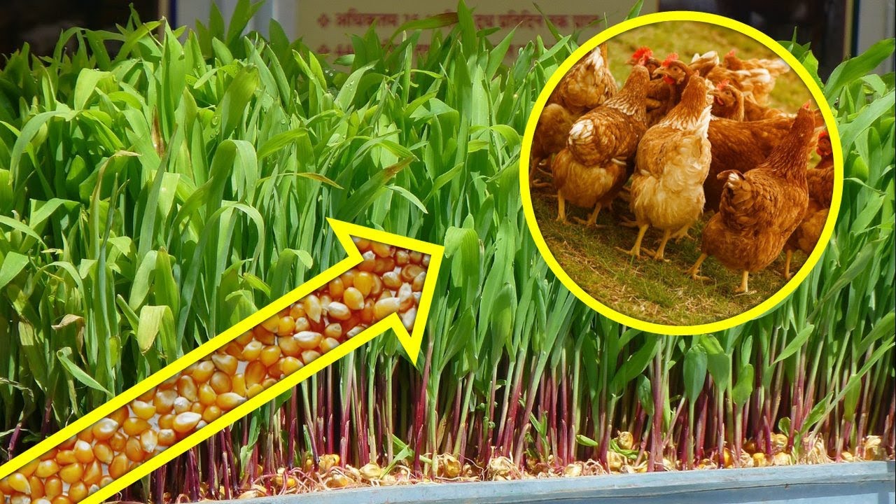 MILHO HIDROPÔNICO na alimentação das aves