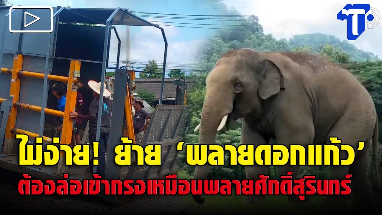 ไม่ง่าย! ย้าย ‘พลายดอกแก้ว’ ต้องล่อเข้ากรงเหมือนพลายศักดิ์สุรินทร์