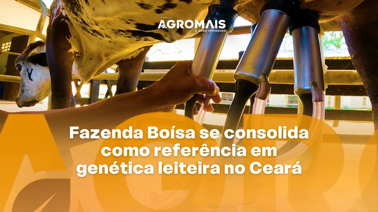 Fazenda Boísa se consolida como referência em genética leiteira no Ceará -Vida de Agro T2 E01