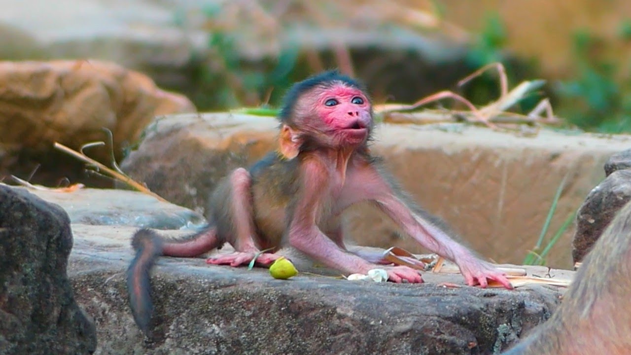 Adorable newborn baby c_rying alone while his mom doesn't know how to take care of him