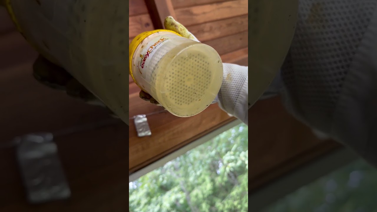 Varroa Mite Checks for our Honey Bees 🐝 #farming #healthyhives #homestead