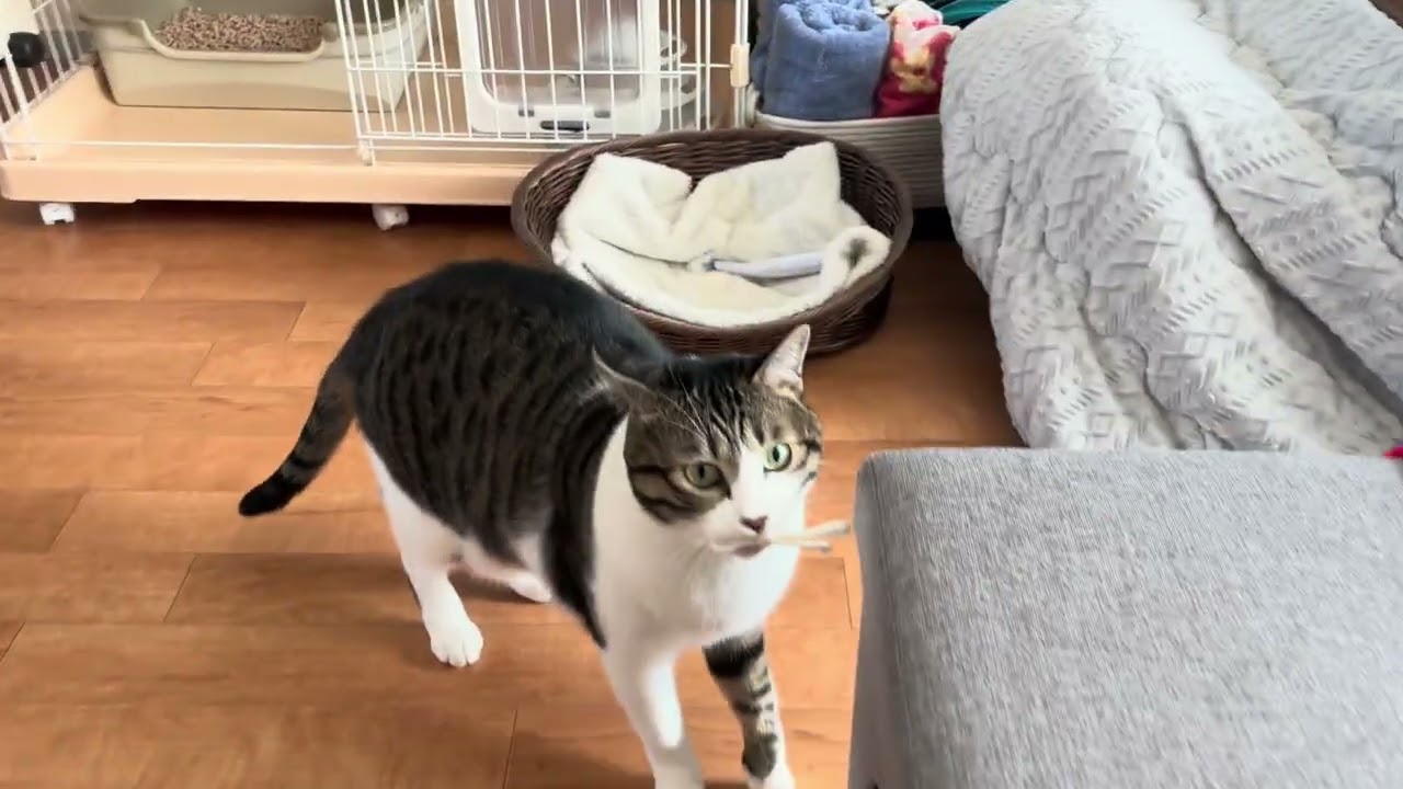 うきうきルンルン　#保護猫  #猫 #cat #猫のいる暮らし #ねこ