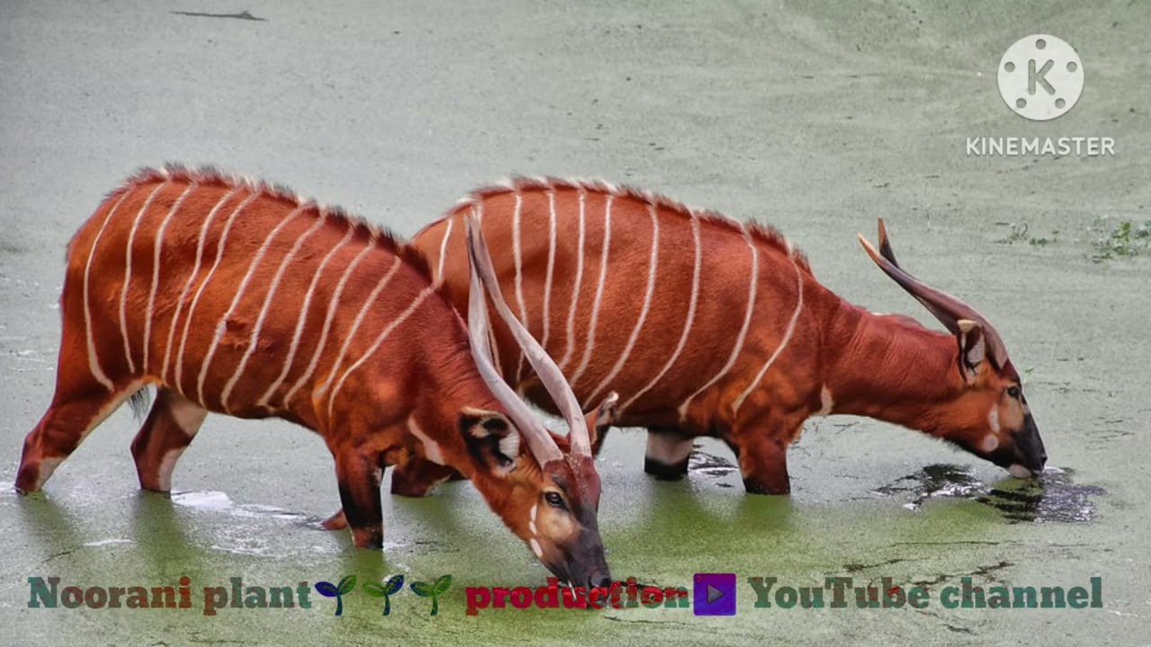 The Bongo antelope striking