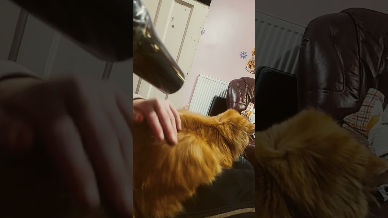 Rusty the ginger cat really loves the hairdryer
