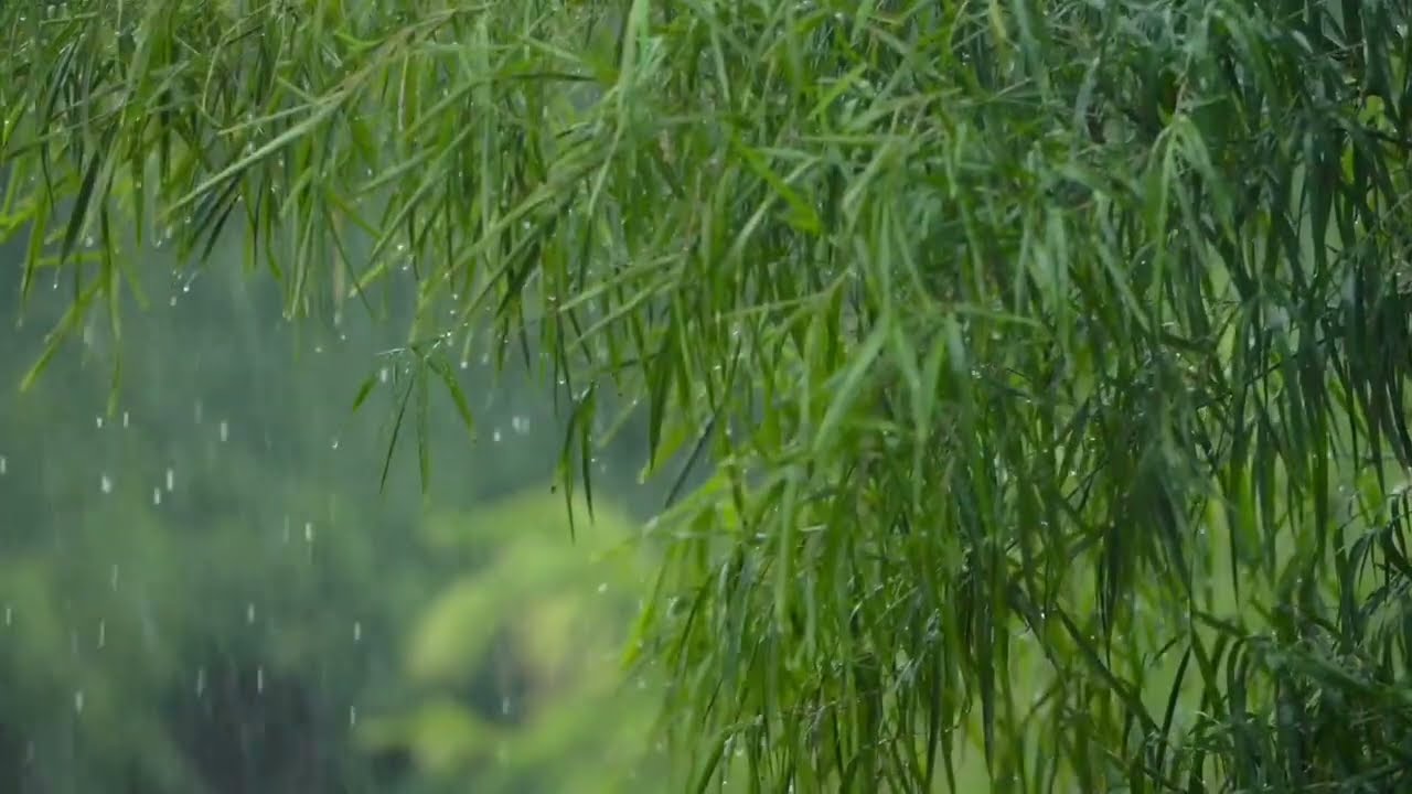 Calm Rain Sounds for Deep Sleep 🌧️ | Insomnia & Stress Relief  Meditation ASMR (1 Hour)