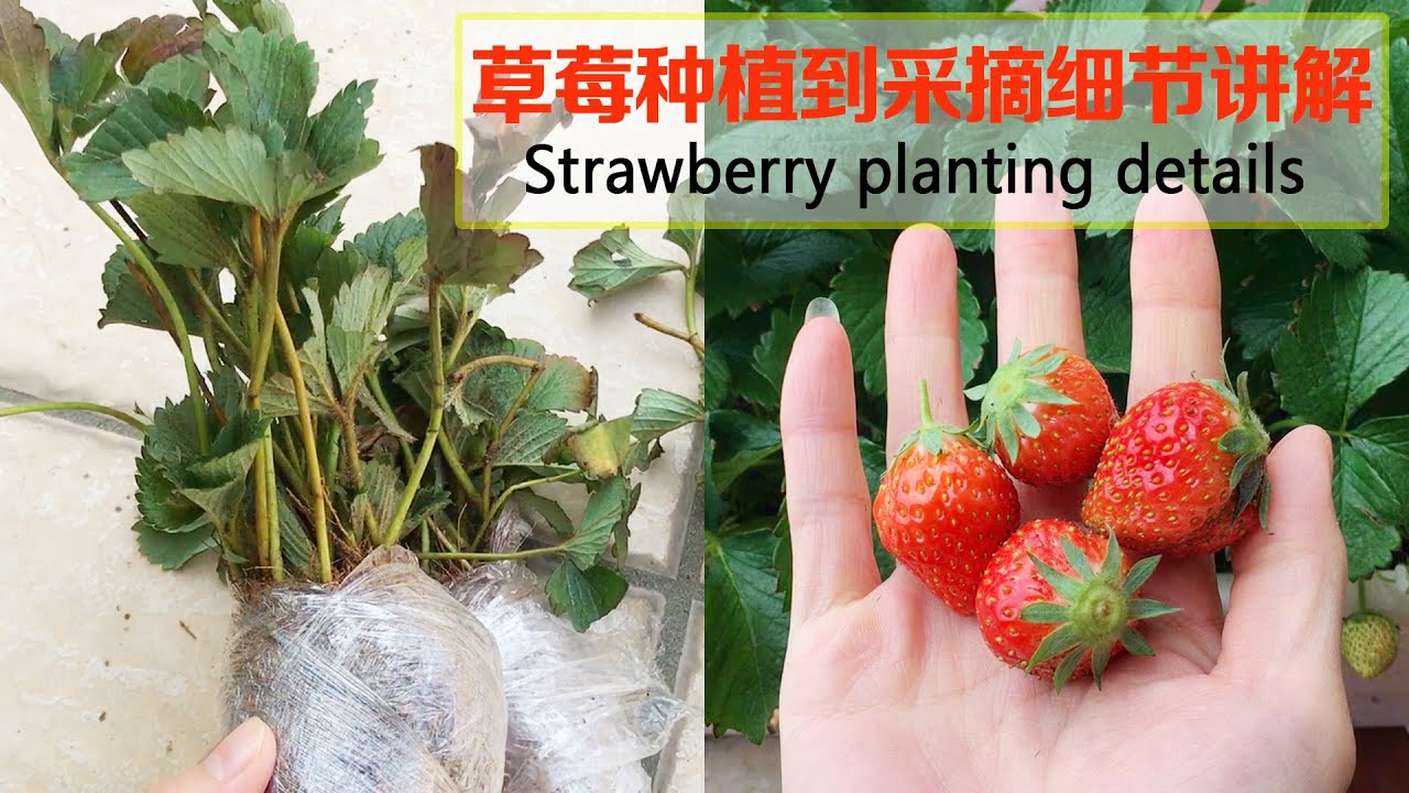 在花盆种草莓，注意这几个细节，没有种不好的草莓｜No bad strawberries