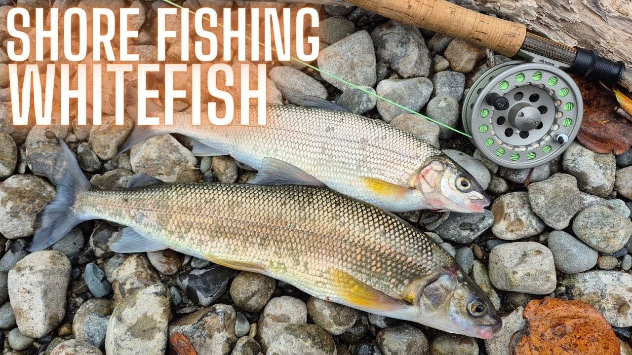 How To Catch Spawning Whitefish From Shore Kalamalka Lake and BONUS Ice Fishing for Brook Trout