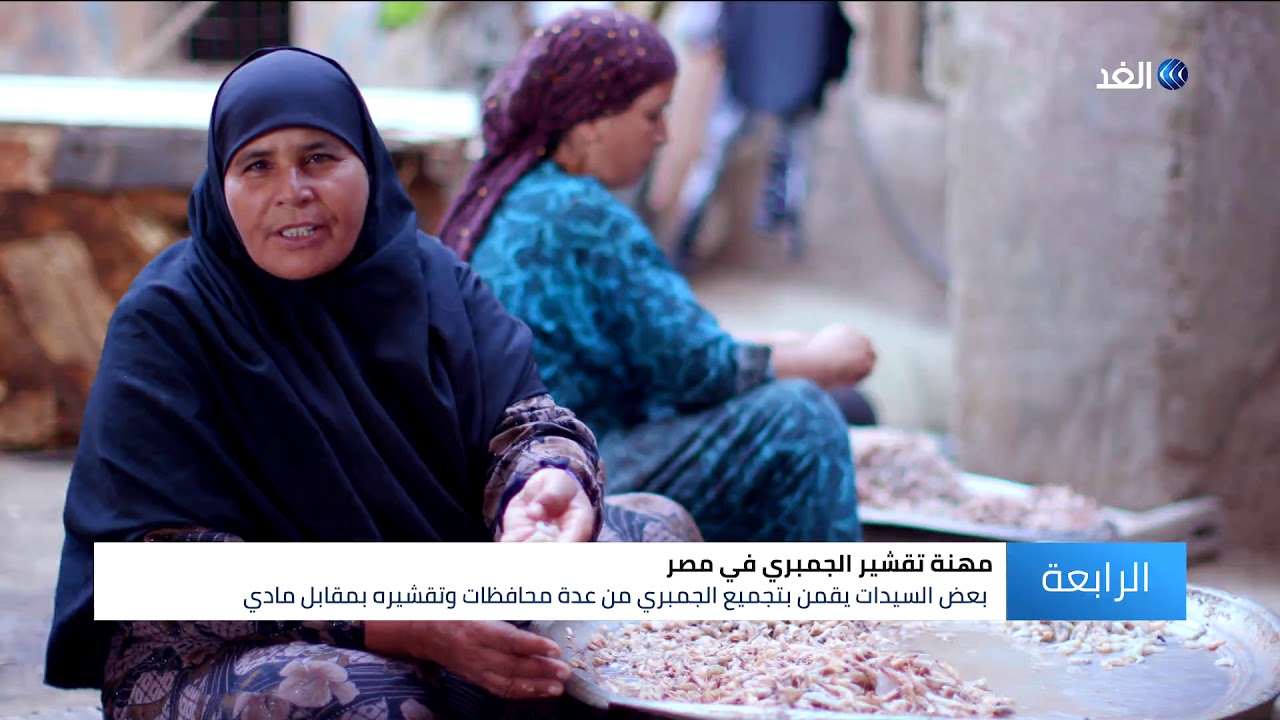 تقشير الجمبري.. مهنة سيدات قرية شكشوك بالفيوم