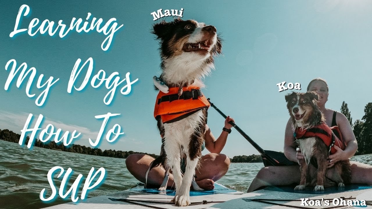Learning My Dogs How To SUP - Koa's Ohana