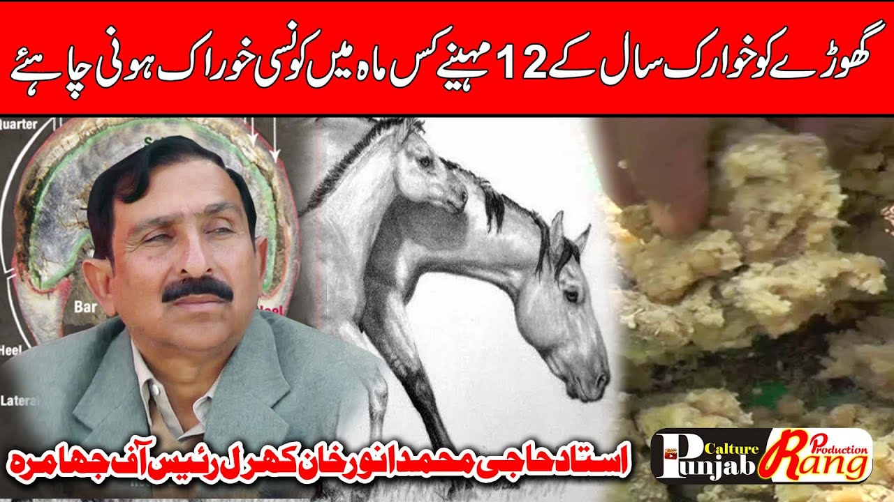 How to feed a Horse month by month  l Haji Ray Anwar Khan Kharal l Ghoday Ke Khurak Mehinay Ke Hisab