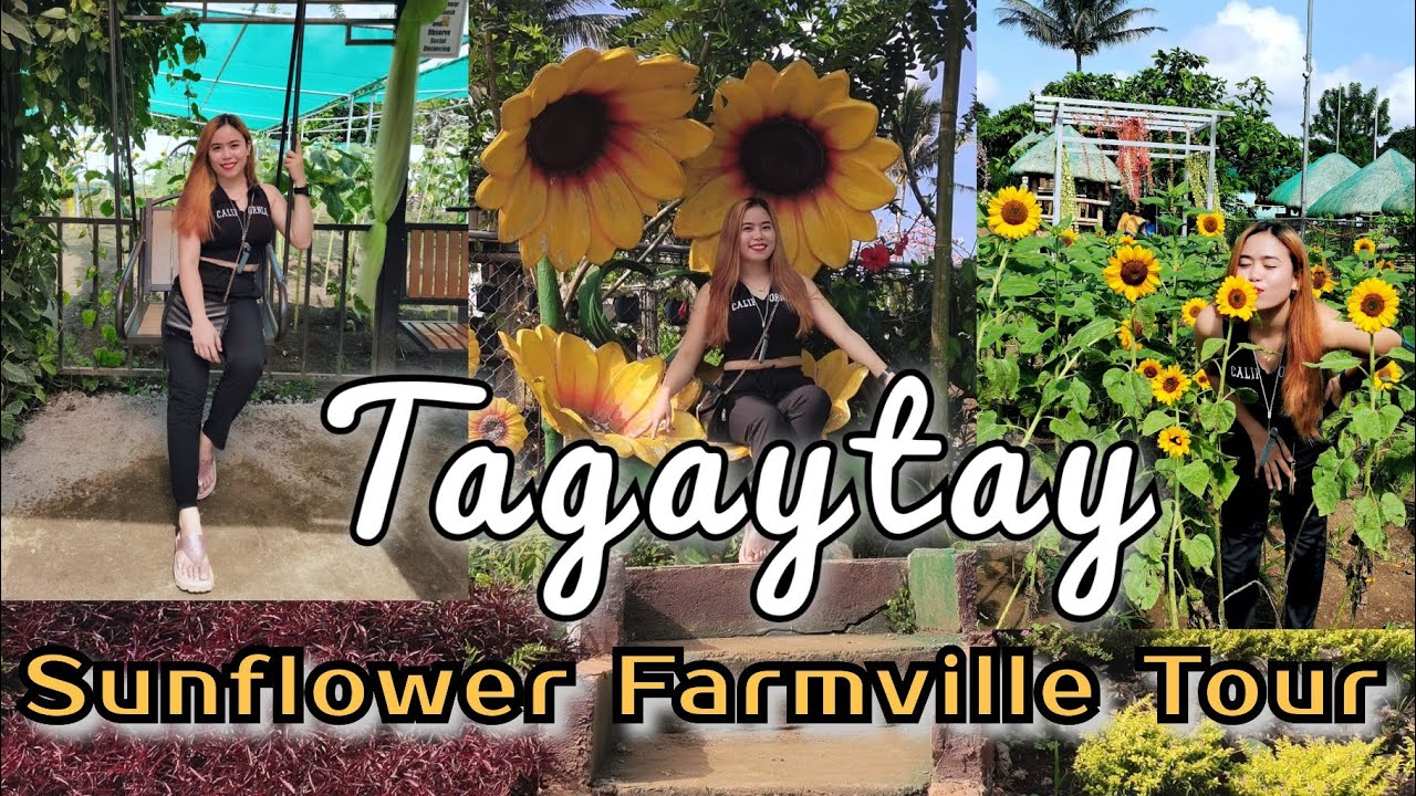 SUNFLOWER FARMVILLE Tagaytay 🌻 | Budget friendly at perfect pang Social media post