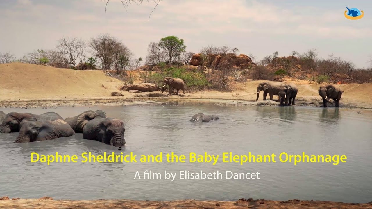Daphne Sheldrick and the Baby Elephant orphanage - Part2