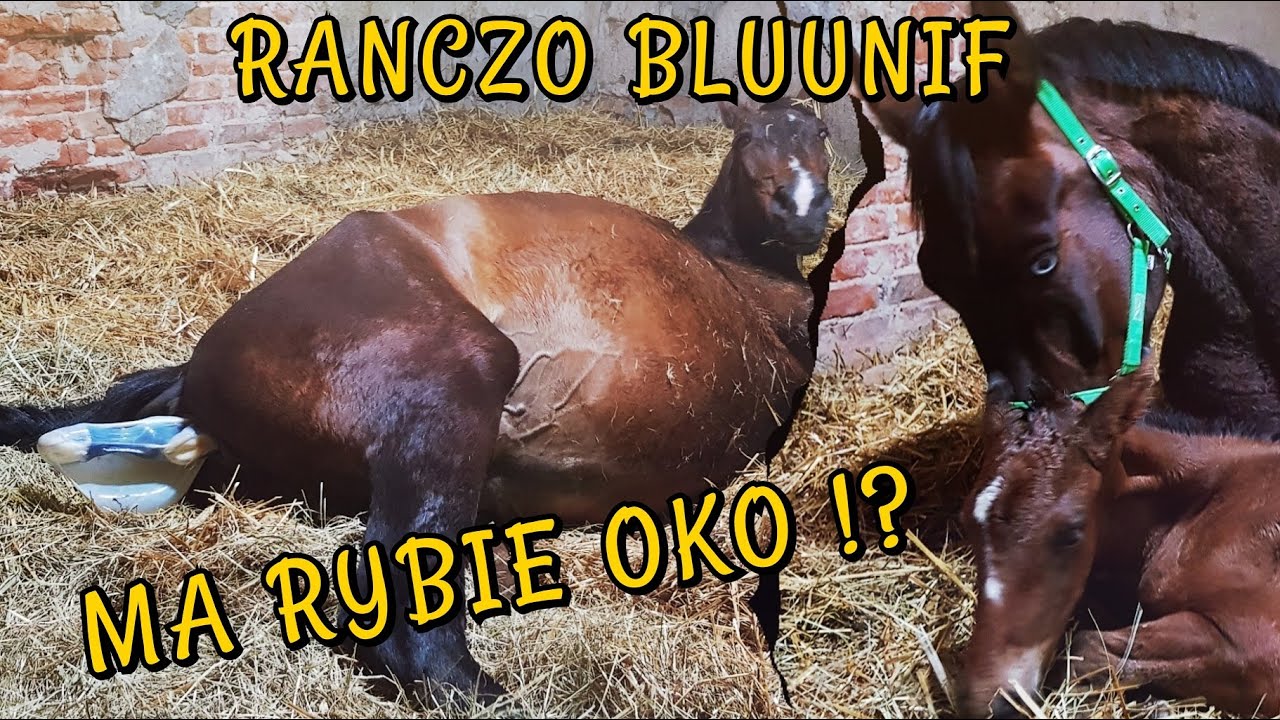 CIĘŻKI PORÓD KLACZY / WELCOME X DARK'ANN