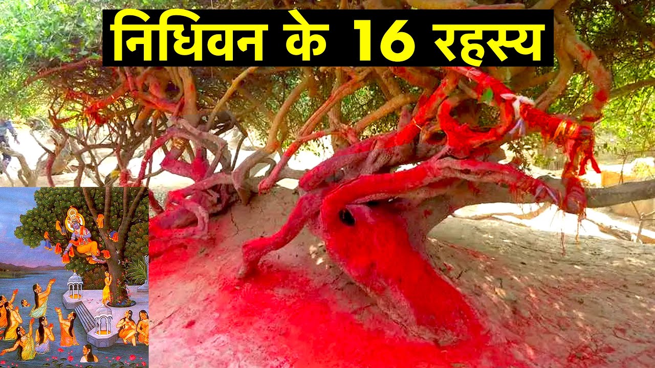16 interesting facts about Nidhivan, Vrindavan | निधिवन के 16 रहस्य | Best attraction of Vrindavan
