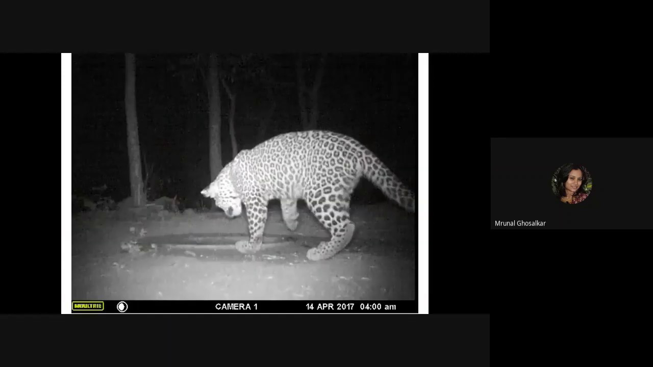Webinar - Manus ani Bibtya | Mrunal Ghosalkar | Nature Conservation Society of Nashik