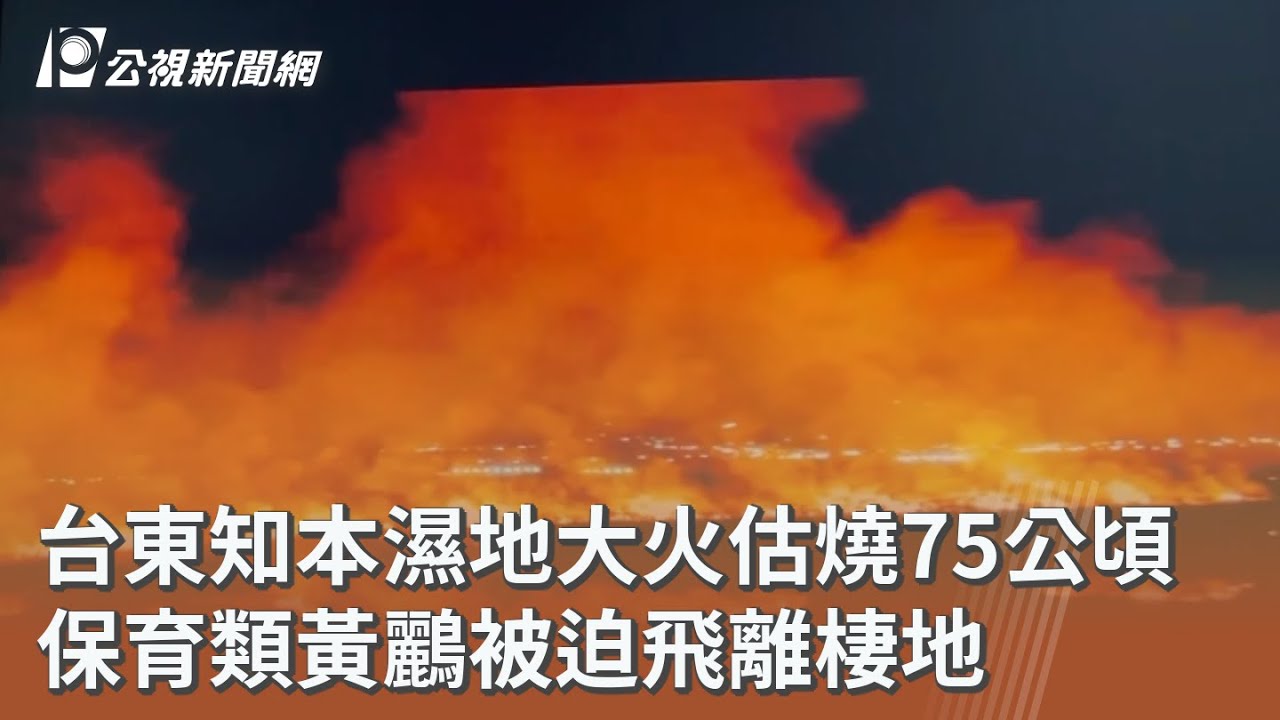 台東知本濕地大火估燒75公頃 保育類黃鸝被迫飛離棲地｜20260227 公視午間新聞