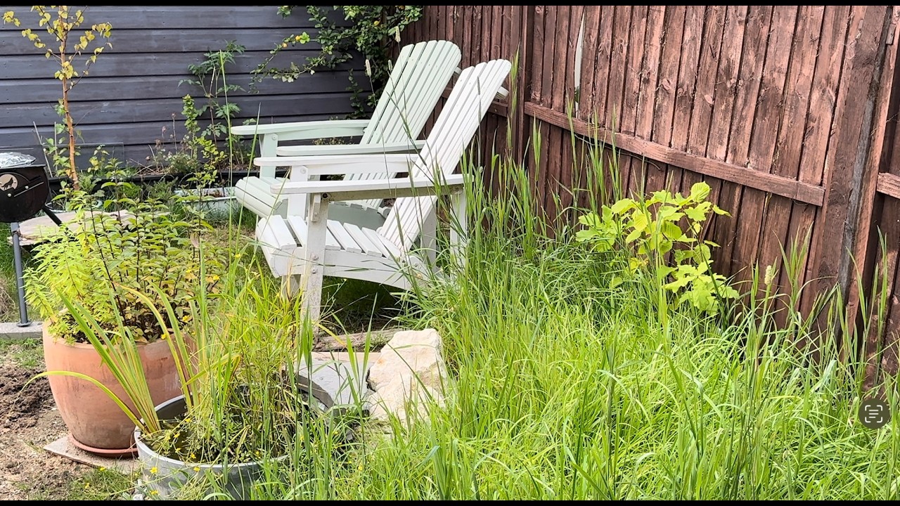Small north facing garden August 2025