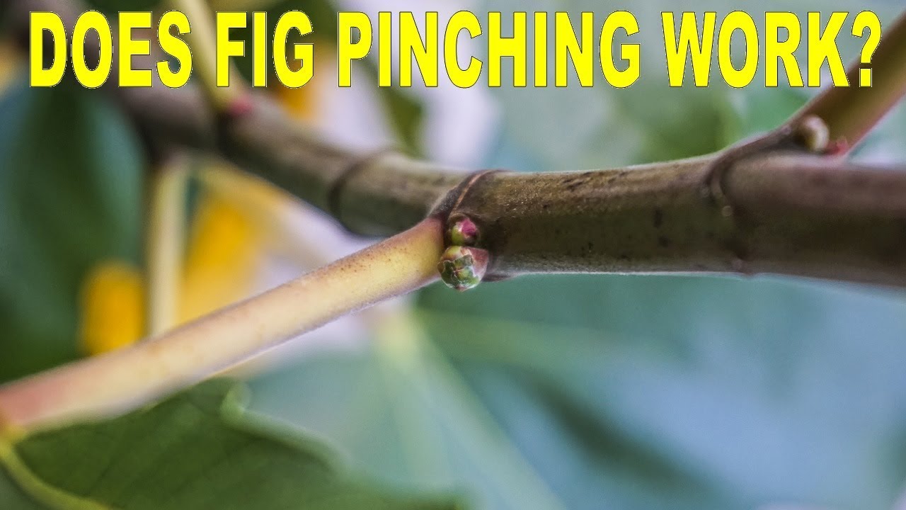 Does Pinching Fig Trees To Force Fruit Work? Yes! Here's Proof.