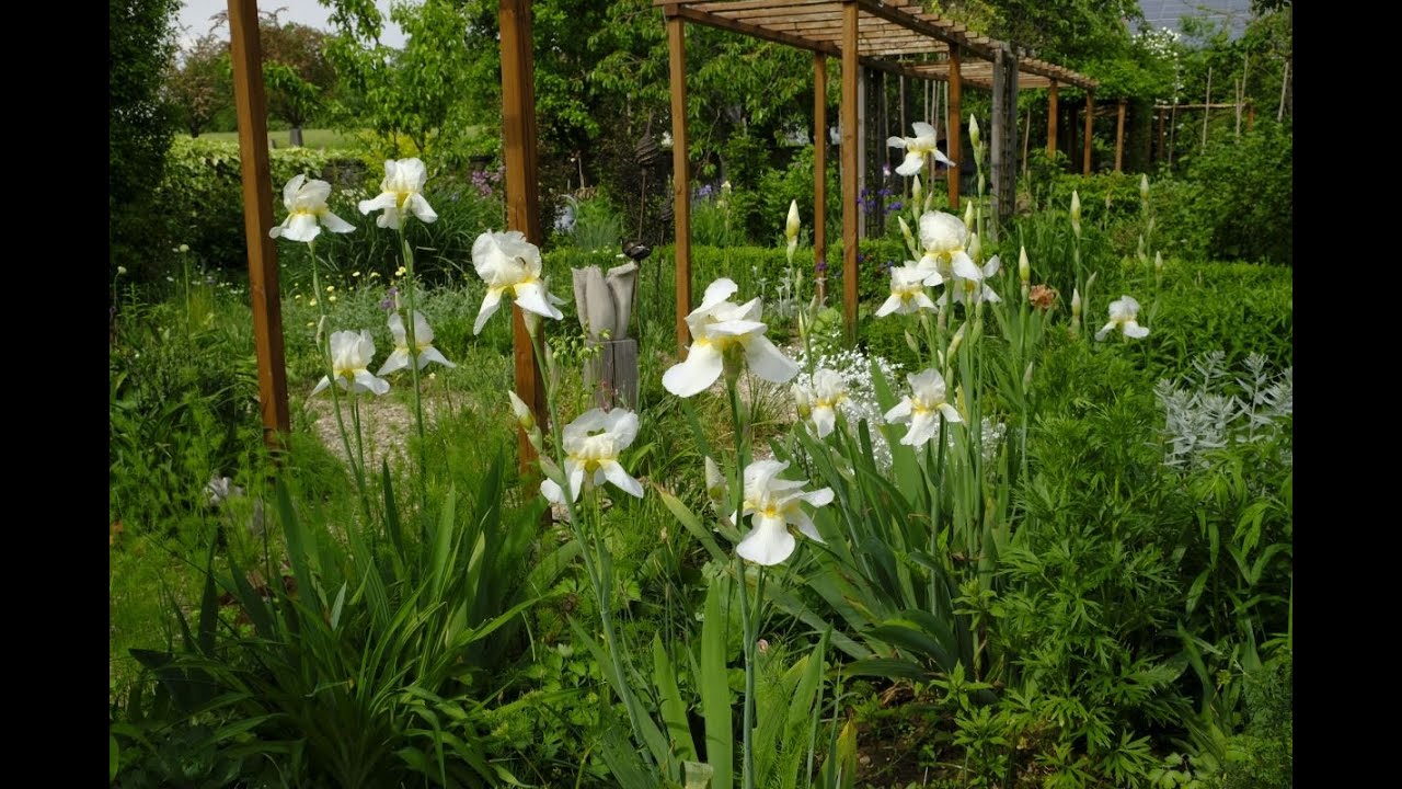 Irisgarten 21Mai2023