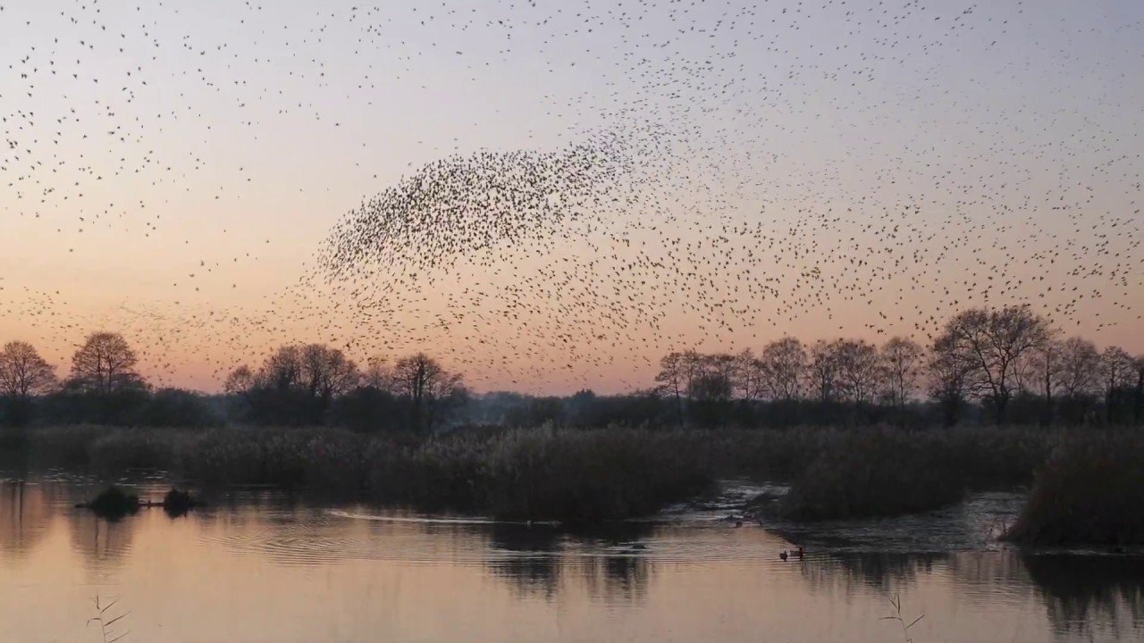 Amazing Starling Roosting and Murmuration RSPB Ham Wall, Somerset, UK  4th December 2019
