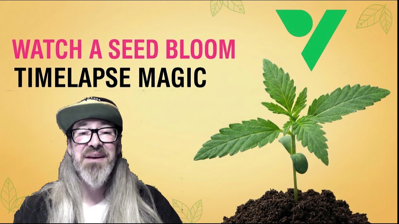 Фенотип с приподнятыми листьями: полный видеоурок по выращиванию от семени до урожая! С участием ...