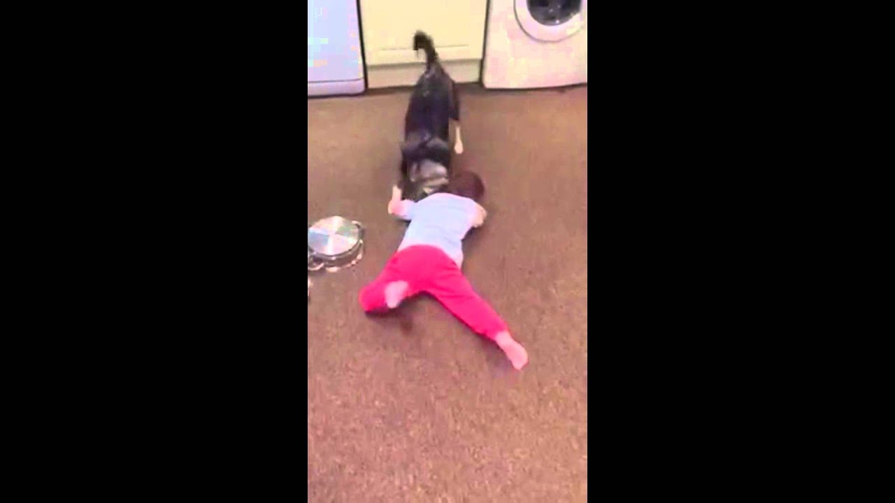 Pomsky Puppy Suki Plays Gently with Baby Sister