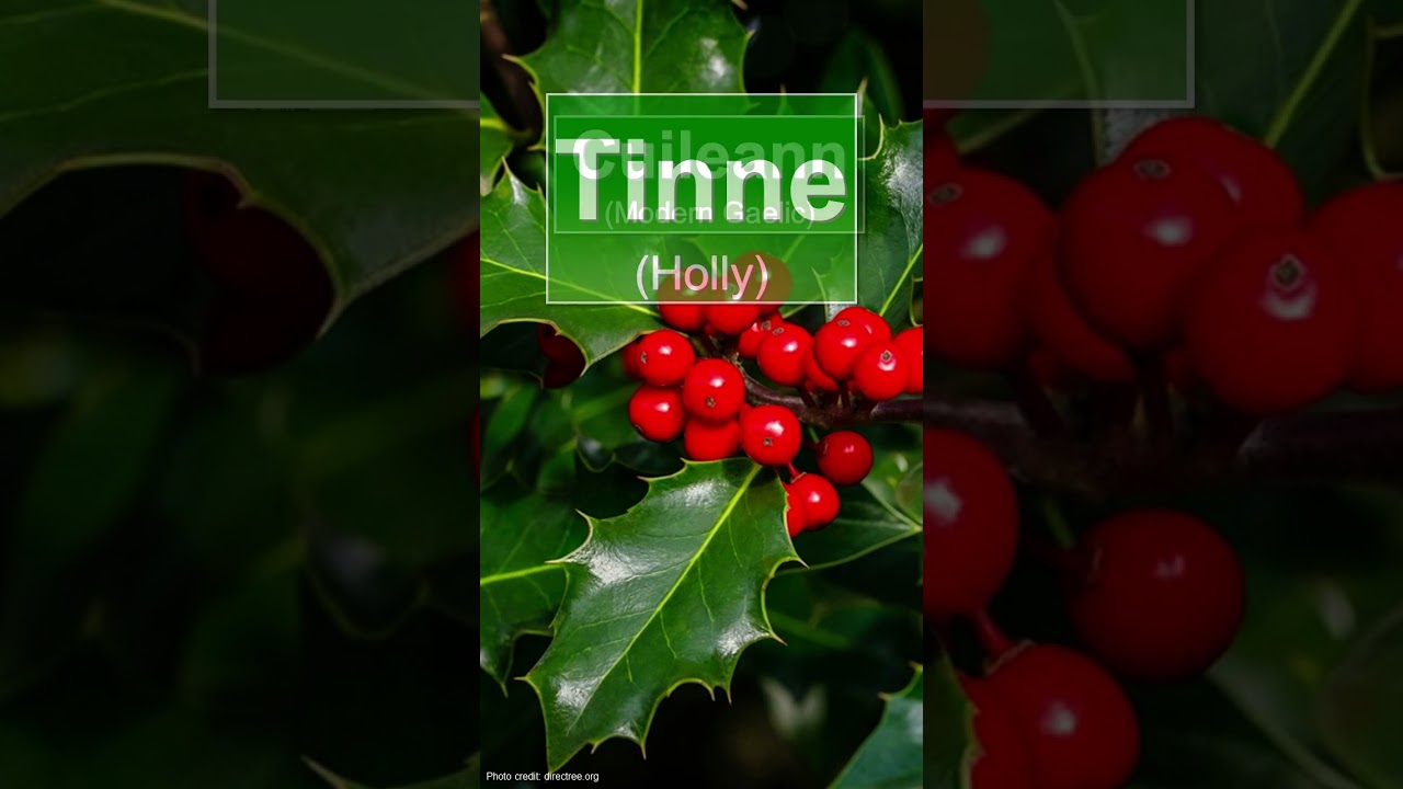 Today's Gaelic Alphabet Tree - Tt is for Tinne (Holly) in Gaelic