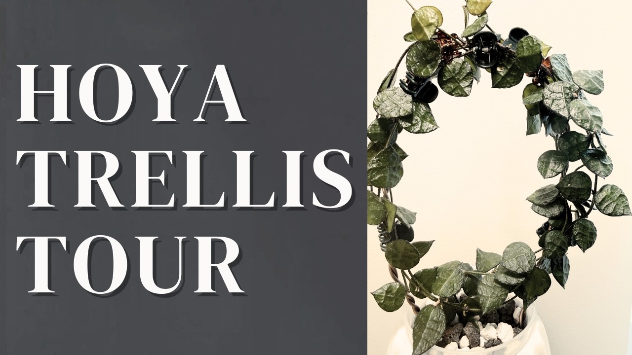 Экскурсия по беседке с хойями | Моя коллекция вьющихся и лиан